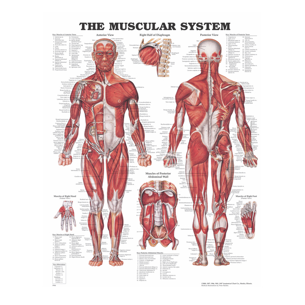Anatomical Charts Anatomical Charts