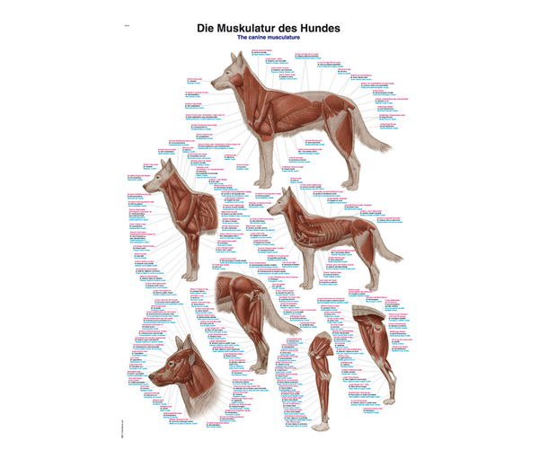 Animal Anatomical Charts Animal Anatomical Charts