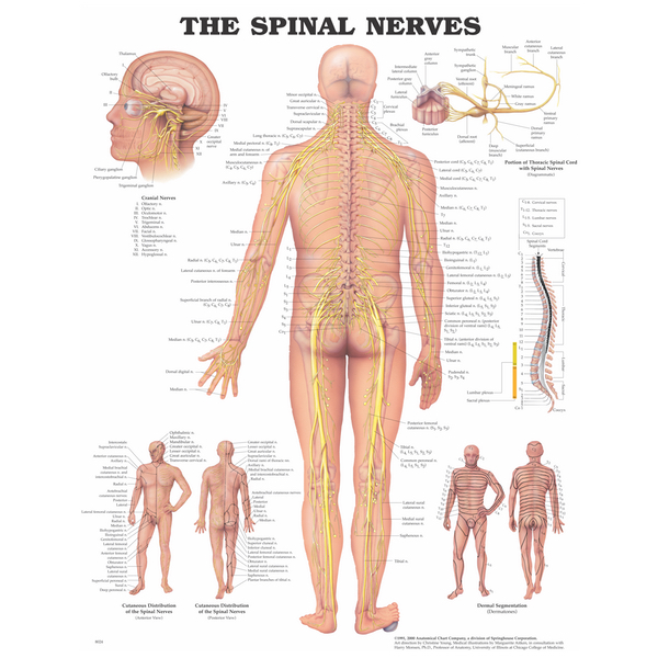 Human Anatomical Charts Human Anatomical Charts