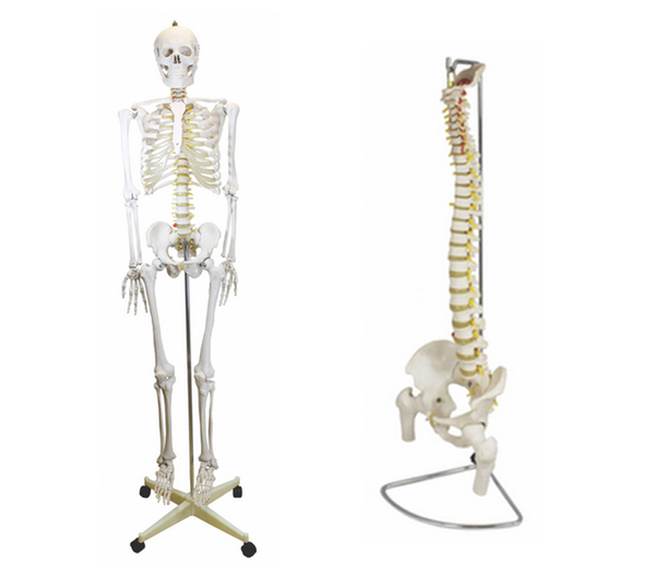 Anatomical Models Anatomical Models