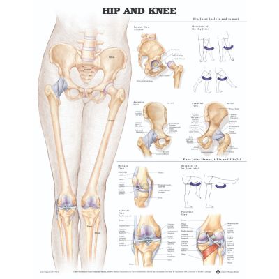 Hip and Knee Anatomical Chart