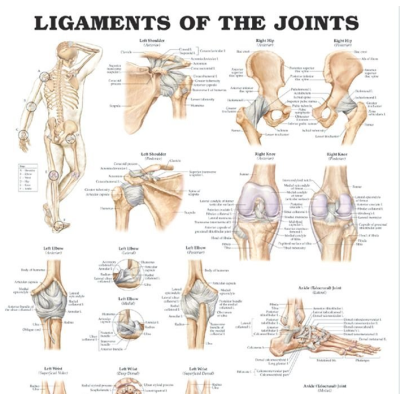 Ligaments of the Joints Anatomical Chart