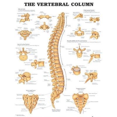 The Vertebral Column Anatomical Chart