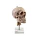Skull with Cervical spine on stand 