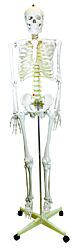 Life Size Skeleton Model on Mobile Stand