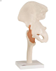 Functional Hip Joint