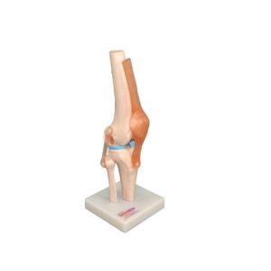 Life Size Knee Model on Stand