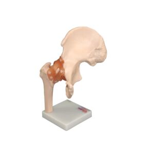 Life Size Hip Model on Stand